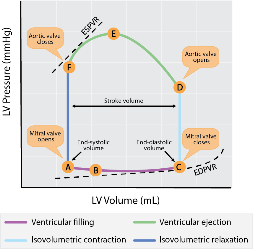 pressure-volume-loop-relationships-adam-goodwill-adinstruments